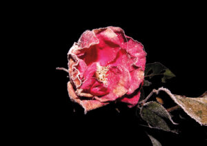 Rosa brinata